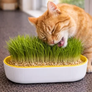 🐱 Aidez Votre Chat à Retrouver une Digestion Saine — Naturellement